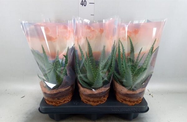Aloe arborescens - pot 12 cm, hoogte 30 cm