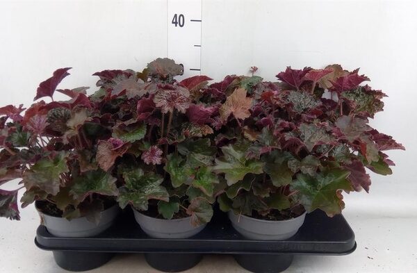 Heuchera micrantha 'Palace Purple' - pot 15 cm, hoogte 35 cm