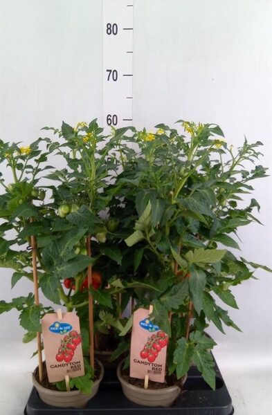 Solanum lycopersicum ... - pot 14 cm, hoogte 45 cm