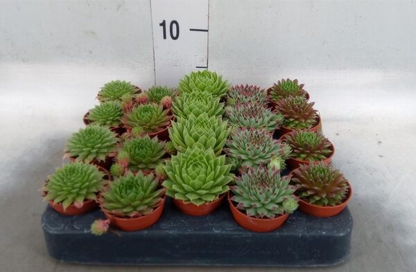Sempervivum ...mix - pot 5,5 cm, hoogte 6 cm