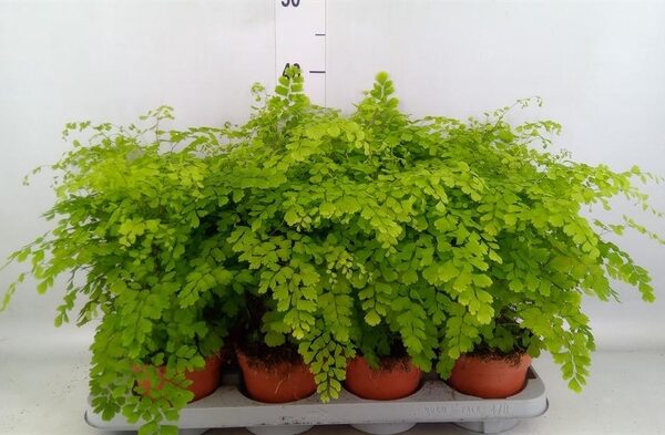 Adiantum raddi. 'Fragrans' - pot 12 cm, hoogte 30 cm