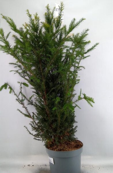 Taxus baccata - pot 29 cm, hoogte 120 cm