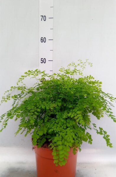 Adiantum raddi. 'Fragrans' - pot 24 cm, hoogte 50 cm