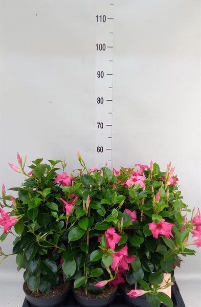 Mandevilla am. 'Sundav Pink' - pot 17 cm, hoogte 50 cm