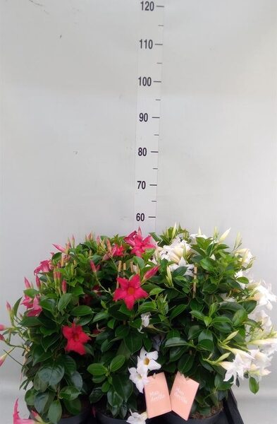 Mandevilla am. 'Sundav' ...mix - pot 17 cm, hoogte 50 cm
