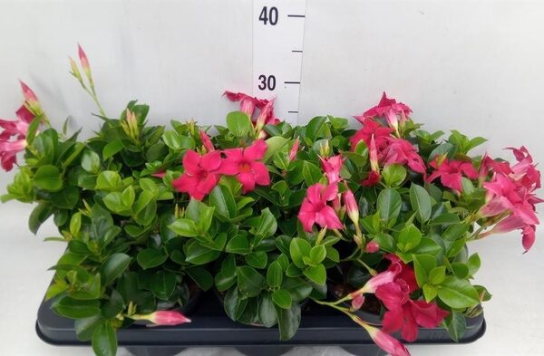 Mandevilla am. 'Sundav Red' - pot 14 cm, hoogte 30 cm