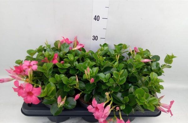 Mandevilla am. 'Sundav Pink' - pot 14 cm, hoogte 30 cm