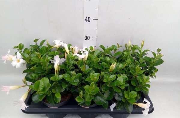 Mandevilla am. 'Sundav White' - pot 14 cm, hoogte 30 cm