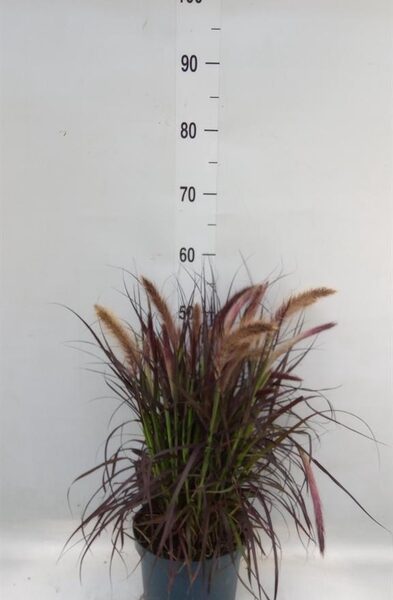 Pennisetum advena 'Tiny Tails' - pot 19 cm, hoogte 50 cm