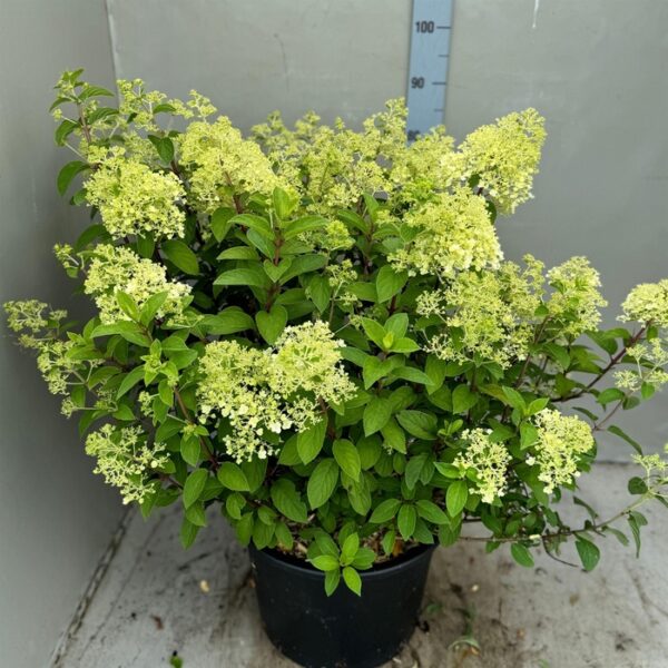 Hydrangea pan. - pot 40 cm, hoogte 65 cm