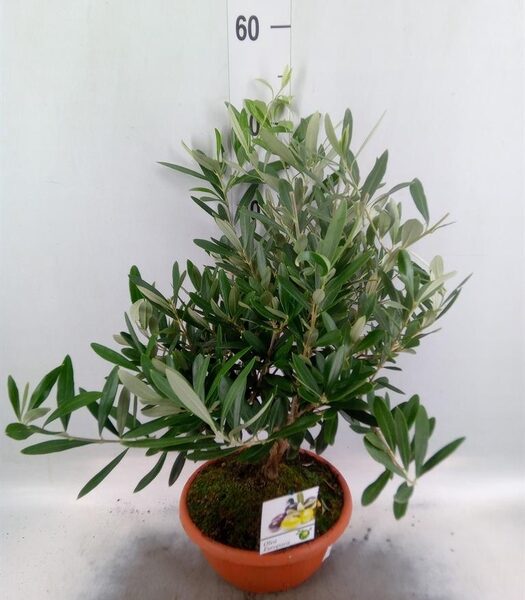 Olea europaea - pot 21 cm, hoogte 50 cm