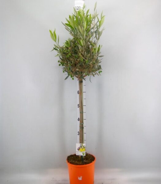 Olea europaea - pot 19 cm, hoogte 100 cm