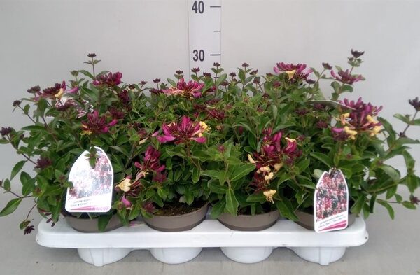 Lonicera periclymenum - pot 13 cm, hoogte 30 cm