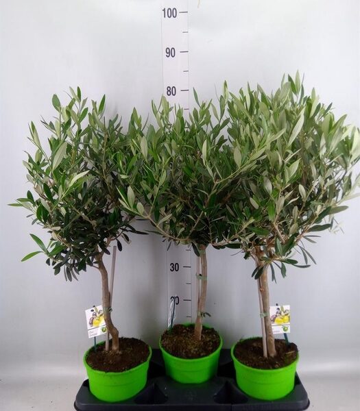 Olea europaea - pot 17 cm, hoogte 50 cm