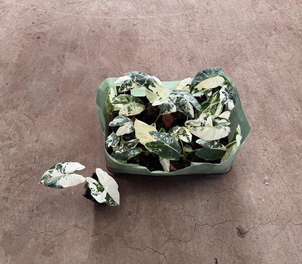ALOC GEM - pot 9 cm, hoogte 15 cm