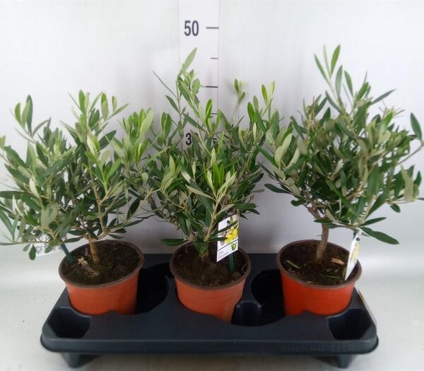 Olea europaea - pot 15 cm, hoogte 35 cm