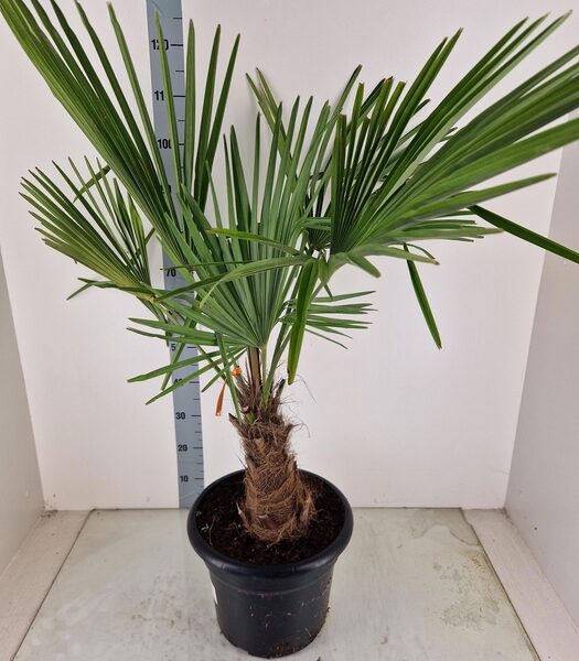 TRACHYC FORTUNEI - pot 30 cm, hoogte 120 cm