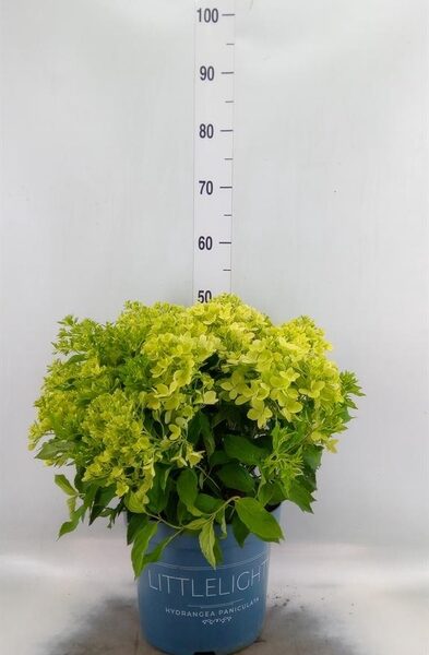 Hydrangea pan. - pot 26 cm, hoogte 50 cm