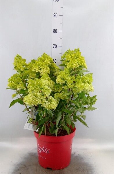 Hydrangea pan. - pot 26 cm, hoogte 60 cm