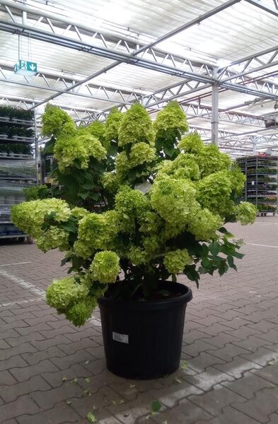 Hydrangea pan. 'Sundae Fraise' - pot 50 cm, hoogte 125 cm