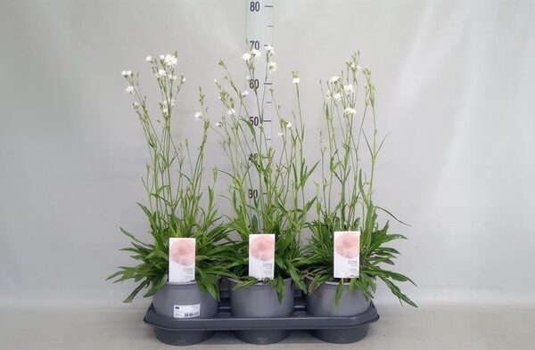 Lychnis ... - pot 19 cm, hoogte 70 cm