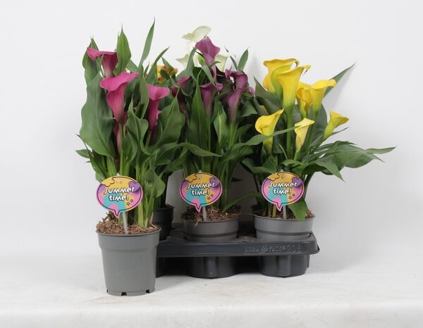 ZANT GEM - pot 12 cm, hoogte 35 cm