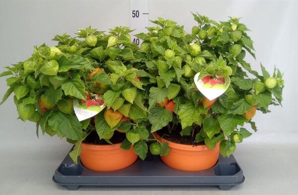 Physalis alkekengi var. franchetii - pot 23 cm, hoogte 44 cm