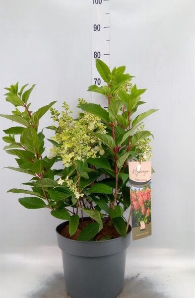 Hydrangea pan. - pot 26 cm, hoogte 50 cm