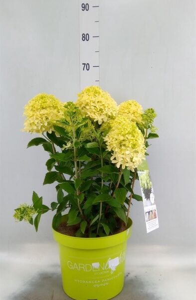 Hydrangea pan. - pot 26 cm, hoogte 50 cm