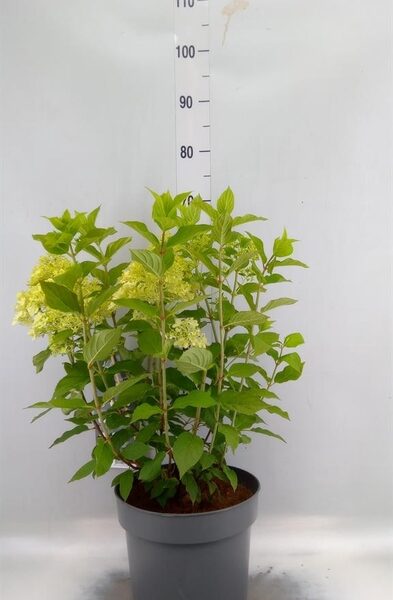 Hydrangea pan. 'Limelight' - pot 26 cm, hoogte 80 cm