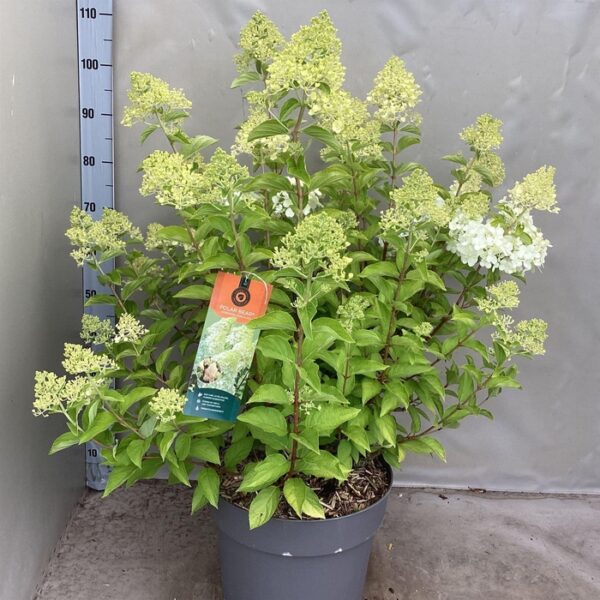 Hydrangea pan. - pot 35 cm, hoogte 60 cm