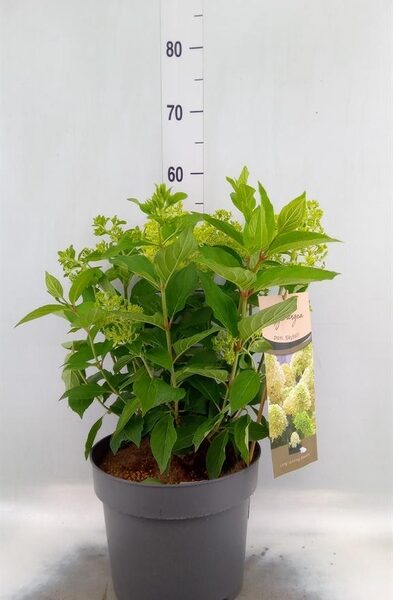 Hydrangea pan. - pot 26 cm, hoogte 60 cm