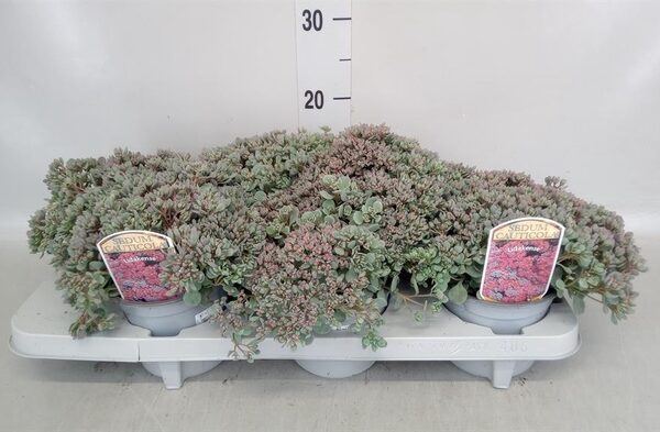 Sedum cauticola 'Lidakense' - pot 13 cm, hoogte 15 cm