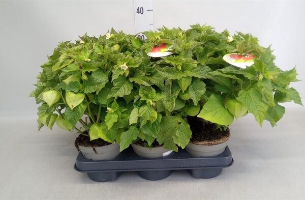 Physalis alkekengi - pot 13 cm, hoogte 35 cm