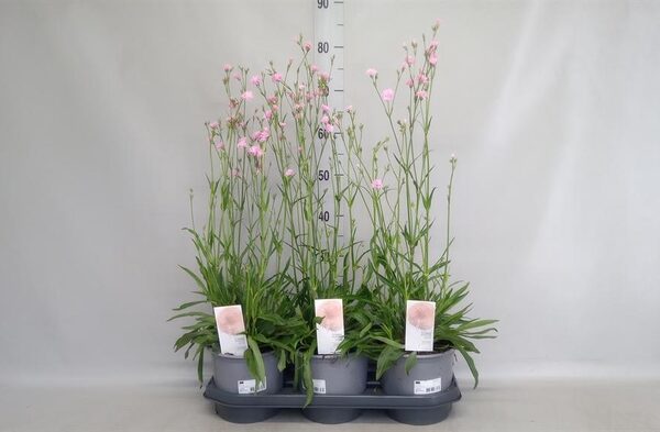 Lychnis ... - pot 19 cm, hoogte 70 cm