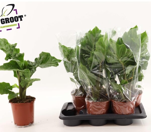 ALOC LOW RIDER - pot 17 cm, hoogte 60 cm