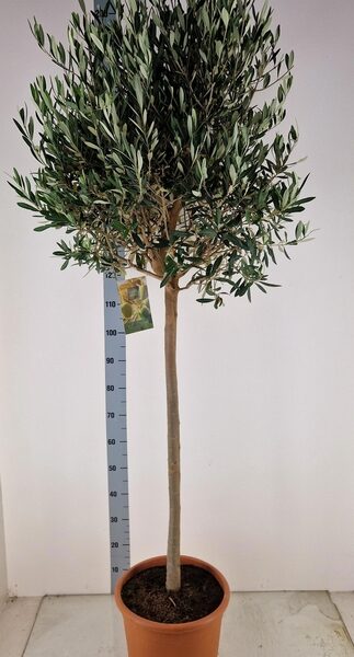 OLEA EUROPAEA - pot 30 cm, hoogte 170 cm