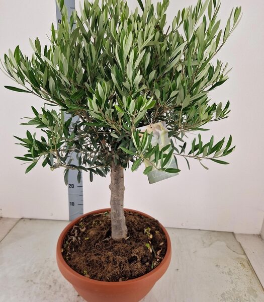 OLEA EUROPAEA - pot 40 cm, hoogte 80 cm