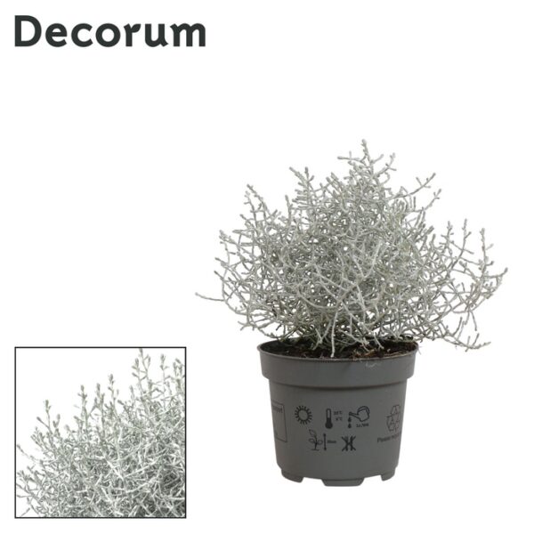 LEUCOPH BROWNII - pot 10,5 cm, hoogte 25 cm