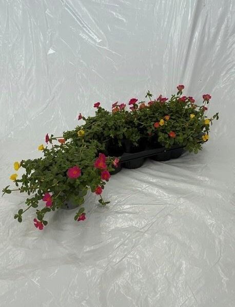PORT GEM - pot 14 cm, hoogte 17 cm