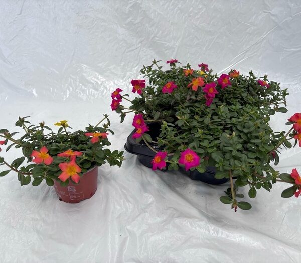 PORT GEM - pot 12 cm, hoogte 15 cm