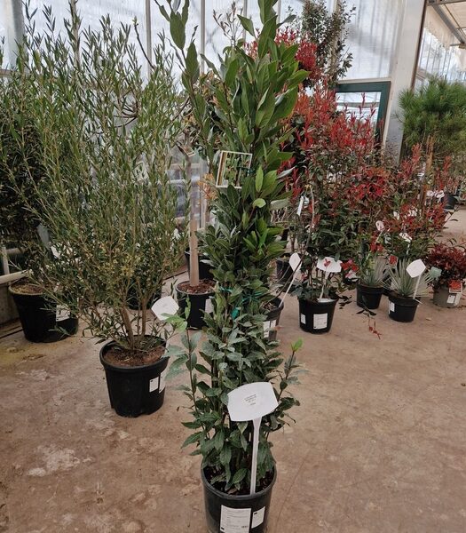 LAU NOBILIS - pot 130 cm, hoogte 150 cm