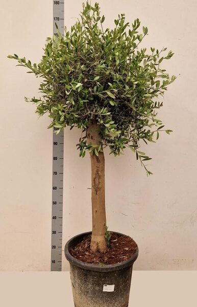 OLEA EUROPAEA - pot 45 cm, hoogte 170 cm
