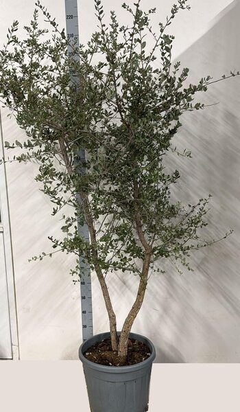 QUER ILEX - pot 40 cm, hoogte 170 cm