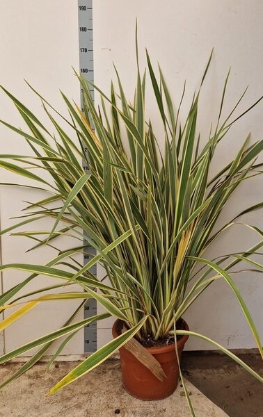 PHORM TENAX - pot 40 cm, hoogte 160 cm