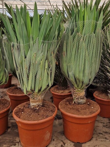 YUCCA GLORIOSA - pot 65 cm, hoogte 160 cm