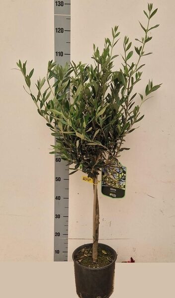 OLEA EUROPAEA - pot 21 cm, hoogte 95 cm