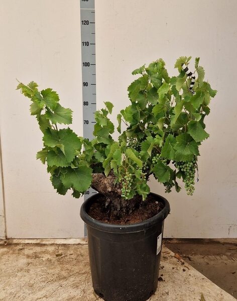 VITIS VINIFERA - pot 40 cm, hoogte 100 cm