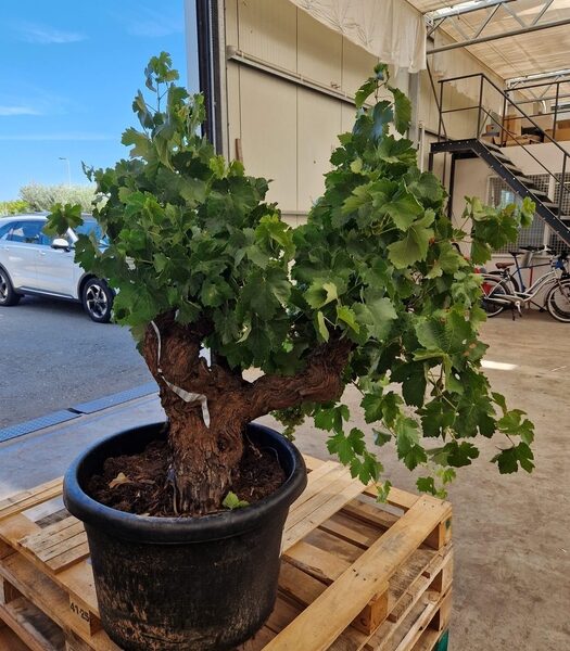 VITIS VINIFERA - pot 55 cm, hoogte 130 cm