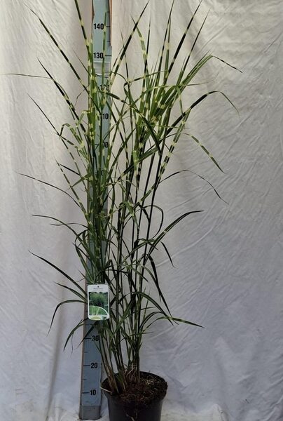 MISC SIN ZEBRINUS - pot 23 cm, hoogte 150 cm